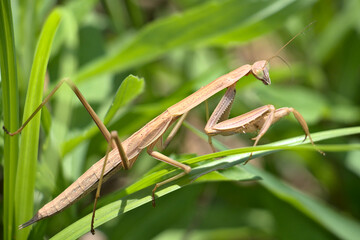 Brown praying mantis walking on grass