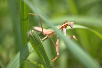 Brown praying mantis in a grass field