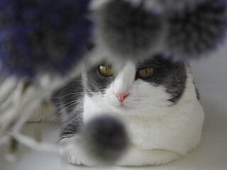 portrait of a cat beyond the bouquet 