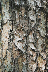 The texture of old pine bark. Rough woody texture of pine bark