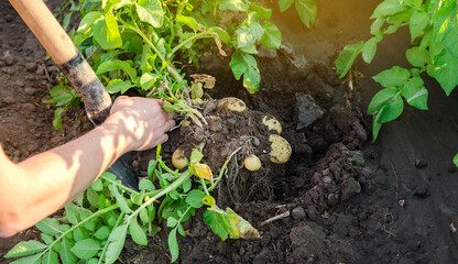 Farmer holds bush freshly picked potatoes in the field. Harvesting agricultural crops. Fresh organic vegetables. Farming and harvest potato. Selective focus