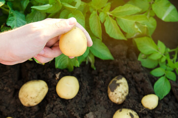 Farmer holds freshly picked potatoes in the field. Harvesting, harvest. Organic vegetables. Agriculture and farming. Potato. Selective focus.