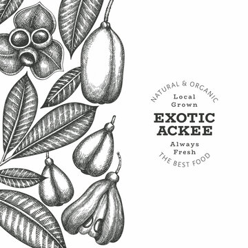 Hand drawn sketch style ackee banner. Organic fresh food vector illustration. Retro exotic fruit design template. Engraved style botanical background.
