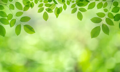 Closeup nature view of green leaf on blurred greenery background in garden.