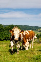 cows in the field