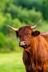 portrait of salers cow in pasture