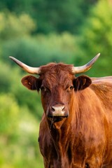 portrait of salers cow in pasture