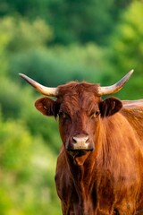 portrait of salers cow in pasture