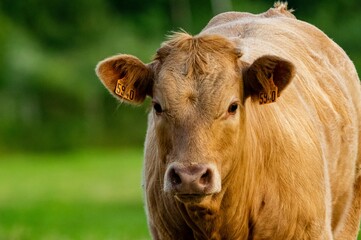 portrait of crossbred veal charolais salers