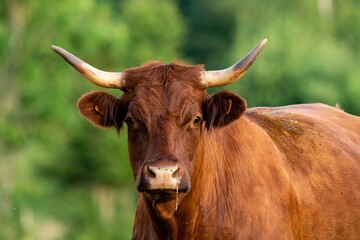 portrait of salers cow in pasture