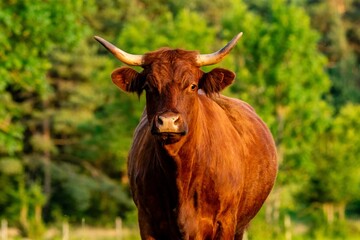 portrait of salers cow in pasture