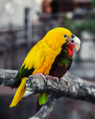 animals