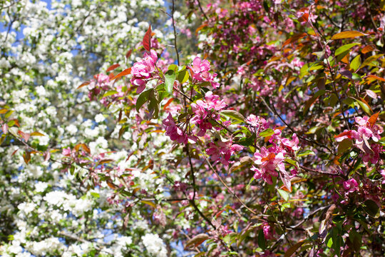 A garden with blooming apple trees in pink and white