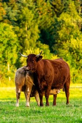 portrait of salers cow in pasture
