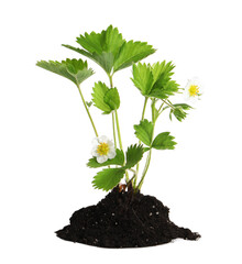 Pile of soil with strawberry seedling isolated on white