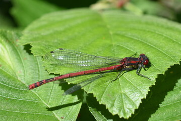 The large red damselfly Pyrrhosoma nymphula sitting on a leaf