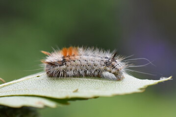 Nut-tree tussock larva Colocasia coryli on a green leaf
