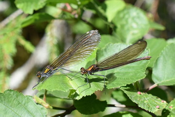 The beautiful demoiselle Calopteryx virgo European damselfly females on green leaf