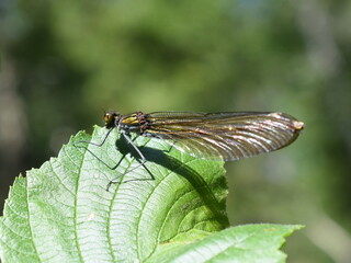 The beautiful demoiselle Calopteryx virgo European damselfly female on green leaf