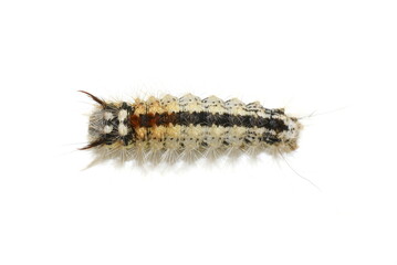 Nut-tree tussock larva Colocasia coryli isolated on white background