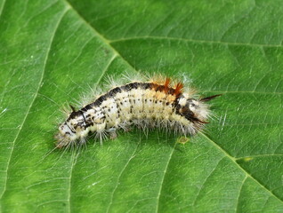 Nut-tree tussock larva Colocasia coryli on a green leaf