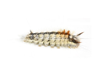 Nut-tree tussock larva Colocasia coryli isolated on white background