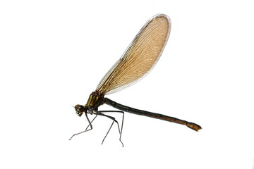 The beautiful demoiselle Calopteryx virgo European damselfly female on white background
