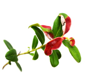 Leaf gall Exobasidium vaccinii on cranberry plant isolated on white background