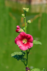 Pink mallow flowers in the garden © olyasolod