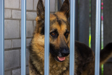 an adult dog is sadly sitting in a cage in a doghouse.