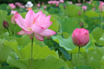 Obraz premium 蓮の花と蕾 大賀蓮 （高知県 土佐市）