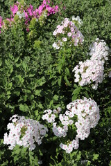 flowers in the garden