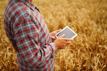 Modern agriculture technology. Smart farming concept. Farmer checking wheat field progress, holding tablet using internet.