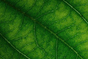 macro of green leaf texture background