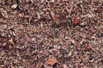 background of dried leaves