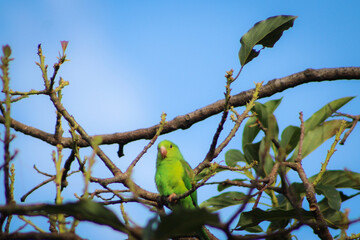 periquito-verde; brotogeris tirica
