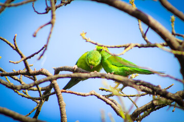 periquito-verde; brotogeris tirica