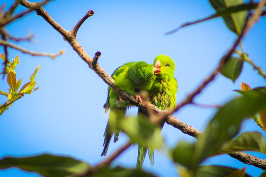 o beijo do periquito-verde; brotogeris tirica