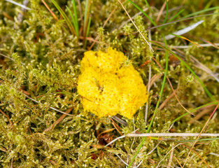 Fuligo septica, champignon,Fleur de tan, espèce, Mycétozoaires, Myxomycètes, couleur,jaune, orangé, sous-bois,bois,foret,
