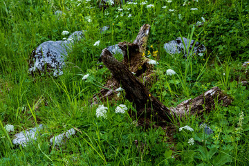 Mountain lake in Austria Gosausee