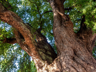 Fototapeta premium Old crevices, wrinkles and distortions on the trunk of the ancient tamarind tree