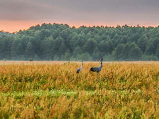 bird on the meadow