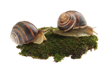 Common garden snails crawling on green moss against white background