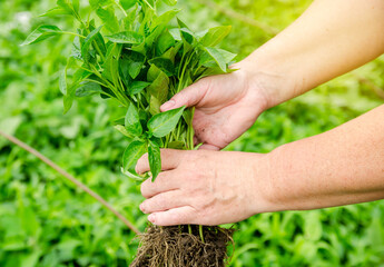 Fresh pepper seedlings in the hands of a farmer. Planting vegetables in the field. Agriculture and farming. Agribusiness. Selective focus