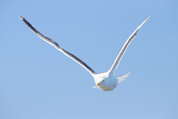 Yellow-legged gull (Larus michahellis) in flight