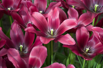 Vibrant dark purple open tulips, close up, natural background