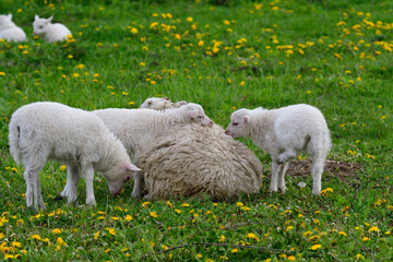 Obraz premium Skudden ,eine alte Haustierrasse 