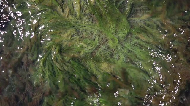 Sea moss on a rock swaying in salt sea water, top view. Ingredient for making skin care cosmetics and food supplements. A source of magnesium, calcium, iodine and sodium.
