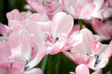 Naklejka na ściany i meble heads of light pink tulips in a flower bed at close range, natural background