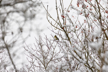 Birds sitting in the snowy branches of a tree